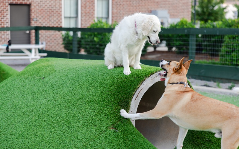 Dog residents enjoying the agility equipment at the bark park